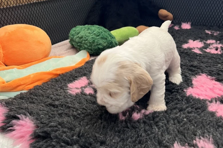 Cocker Spaniel (Show)