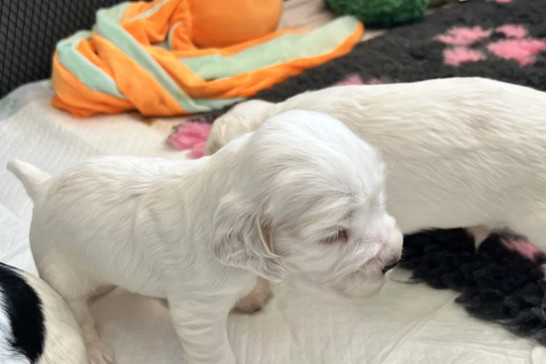 Cocker Spaniel (Show)