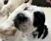 Cocker Spaniel (Show)