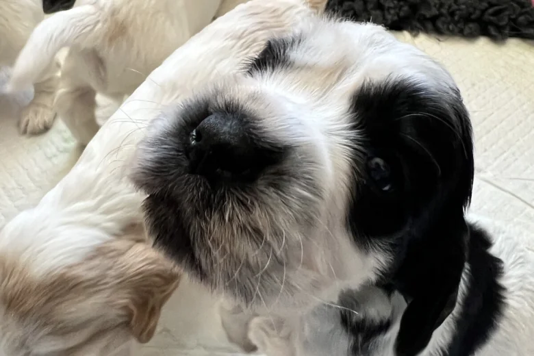Cocker Spaniel (Show)