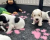 Cocker Spaniel (Show)