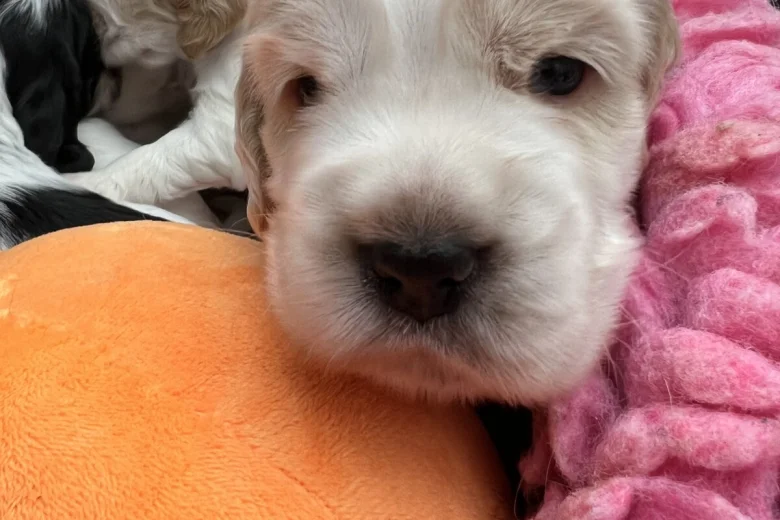 Cocker Spaniel (Show)