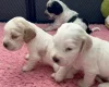 Cocker Spaniel (Show)