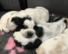Cocker Spaniel (Show)
