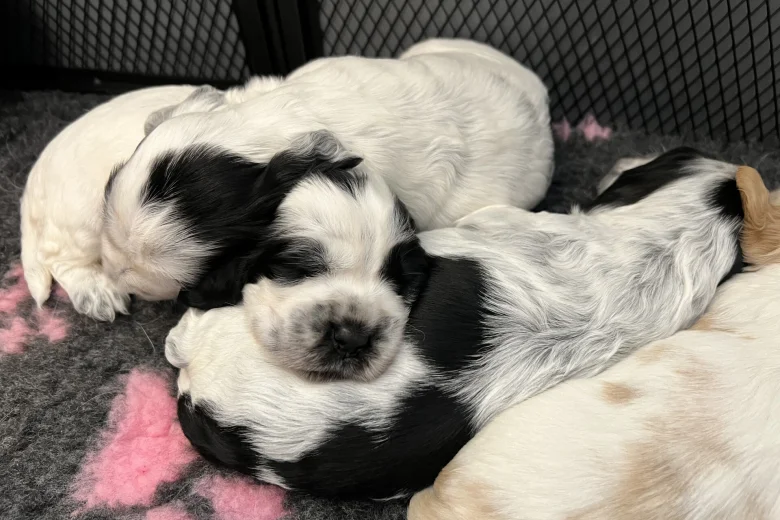 Cocker Spaniel (Show)