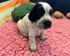 Cocker Spaniel (Show)
