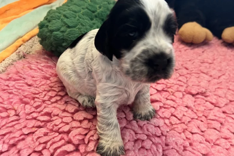Cocker Spaniel (Show)