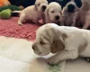 Cocker Spaniel (Show)