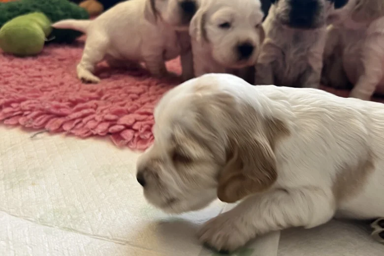 Cocker Spaniel (Show)