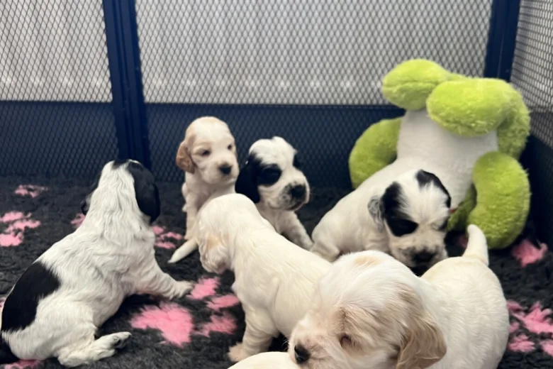 Cocker Spaniel (Show)