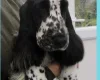 Cocker Spaniel (Show)