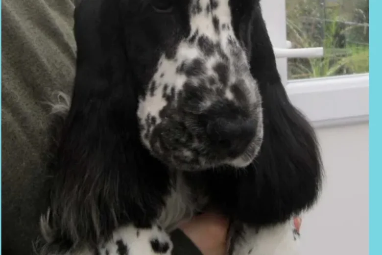 Cocker Spaniel (Show)