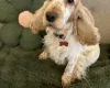 Cocker Spaniel (Show)