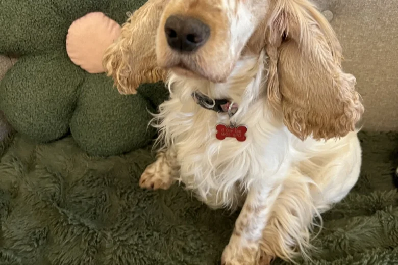 Cocker Spaniel (Show)