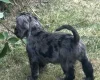 Cocker Spaniel (Show)