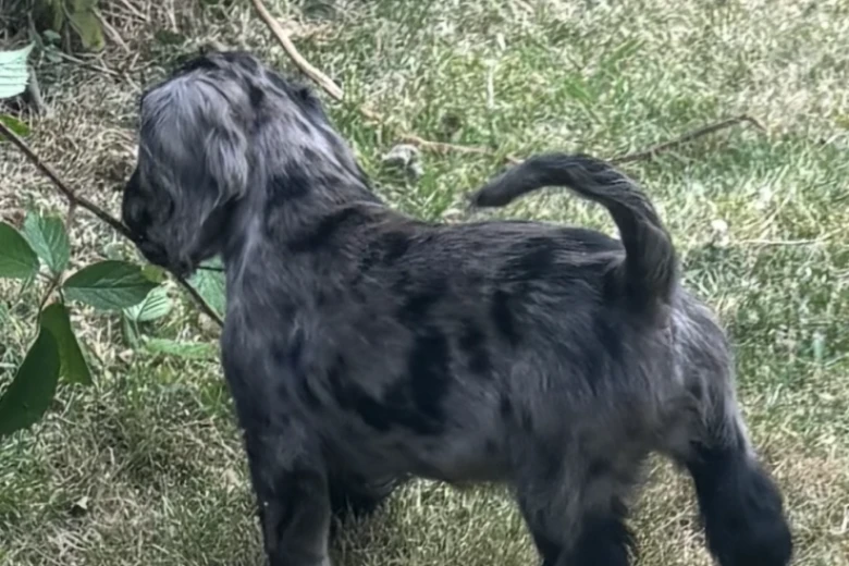 Cocker Spaniel (Show)