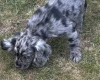 Cocker Spaniel (Show)