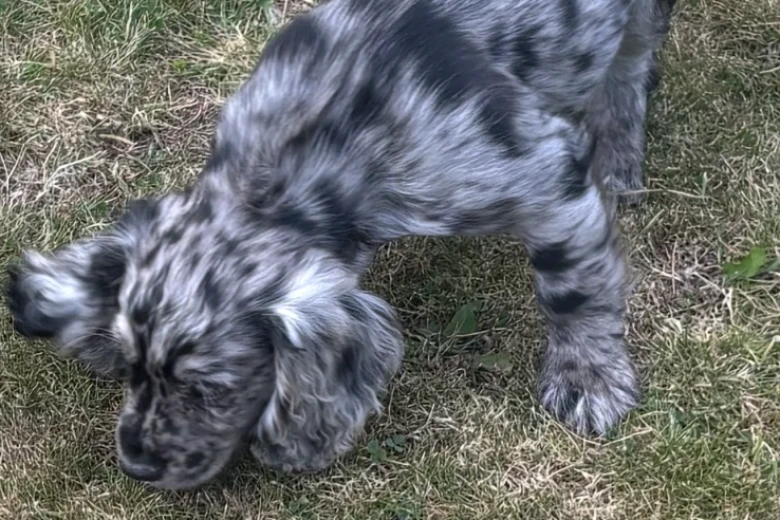 Cocker Spaniel (Show)