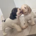 Cocker Spaniel (Show)