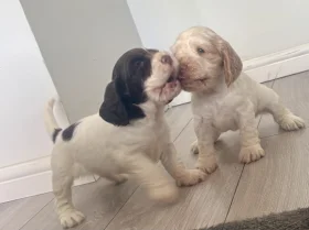Cocker Spaniel (Show)