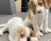 Cocker Spaniel (Working)