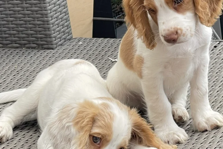 Cocker Spaniel (Working)