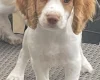 Cocker Spaniel (Working)