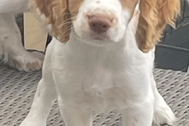 Cocker Spaniel (Working)