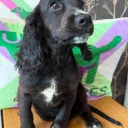 Cocker Spaniel (Working)