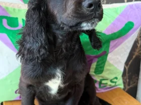 Cocker Spaniel (Working)