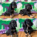 Cocker Spaniel (Working)