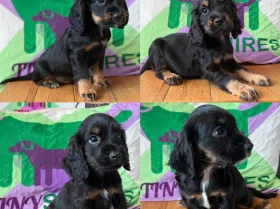 Cocker Spaniel (Working)