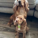 Cocker Spaniel (Working)