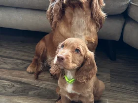 Cocker Spaniel (Working)