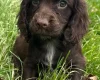 Cocker Spaniel (Working)