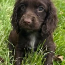 Cocker Spaniel (Working)
