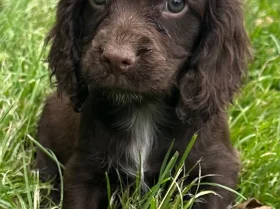 Cocker Spaniel (Working)