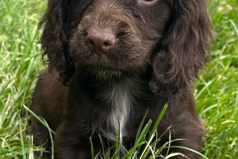 Cocker Spaniel (Working)