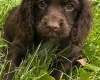Cocker Spaniel (Working)