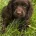 Cocker Spaniel (Working)