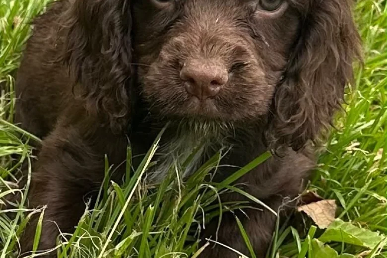Cocker Spaniel (Working)