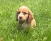 Cocker Spaniel (Working)