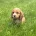 Cocker Spaniel (Working)