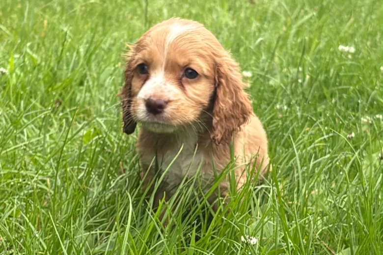 Cocker Spaniel (Working)