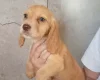 Cocker Spaniel (Working)