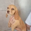 Cocker Spaniel (Working)