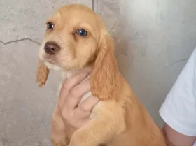 Cocker Spaniel (Working)