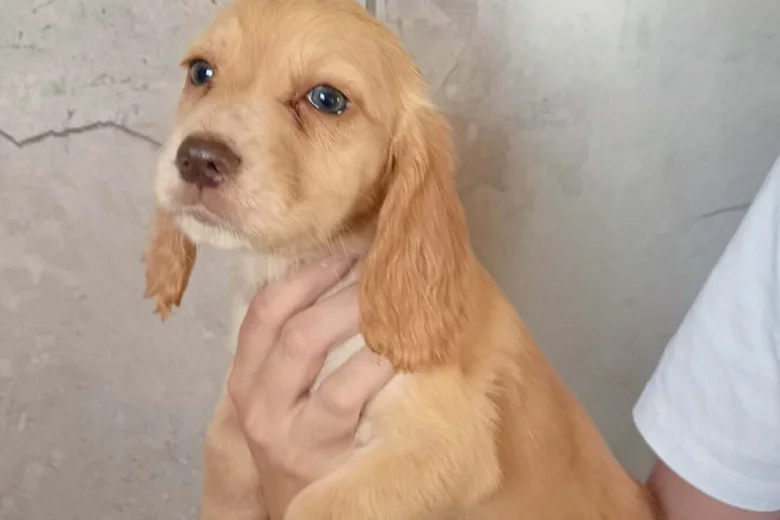 Cocker Spaniel (Working)