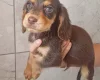 Cocker Spaniel (Working)