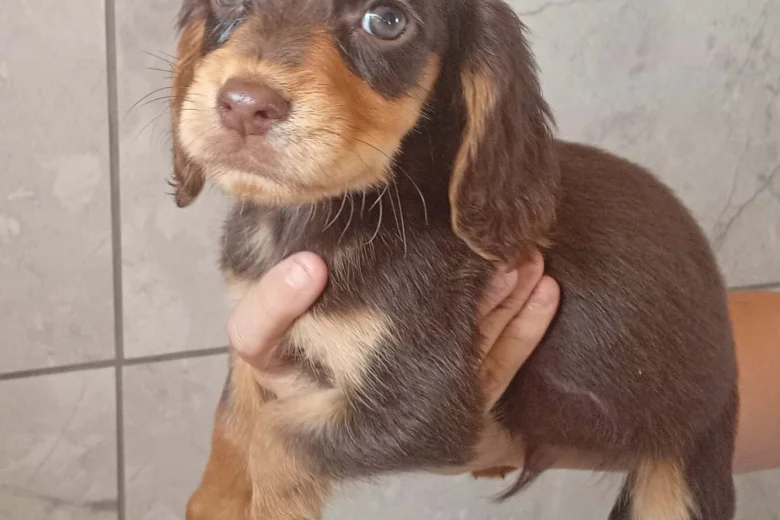Cocker Spaniel (Working)